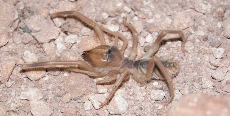 Konya'da bir evde ortaya çıkan 'et yiyen örümcek' paniğe neden oldu