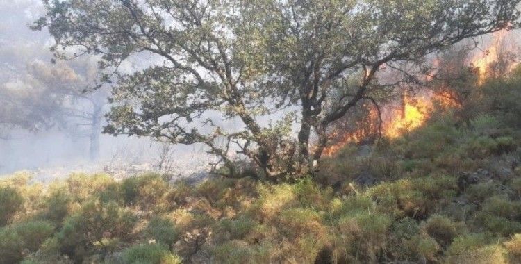 Fethiye'deki orman yangını büyümeden söndürüldü