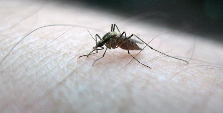 İstanbul'da sivrisinek ısırıklarına bağlı hasta şikayetleri arttı