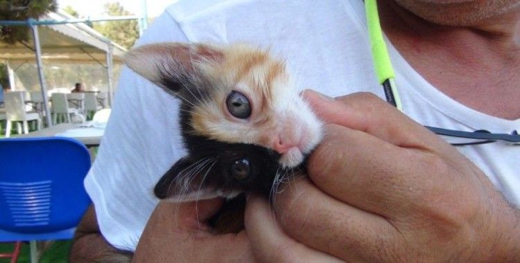 Türkiye'nin ilk çift yüzlü kedisi gönülleri fethetti