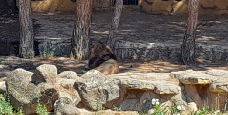 Hayvanat bahçesini birbirine katan aslanın kafesi görüntülendi