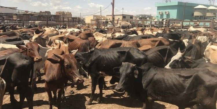 Keşmir'de Kurban Bayramı'nda 'inek, buzağı ve deve' kesilmesi yasaklandı