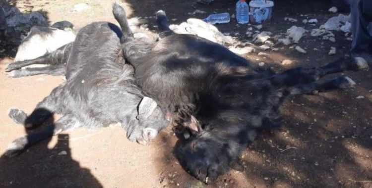 Mersin'de 45 kurbanlık hayvan telef oldu