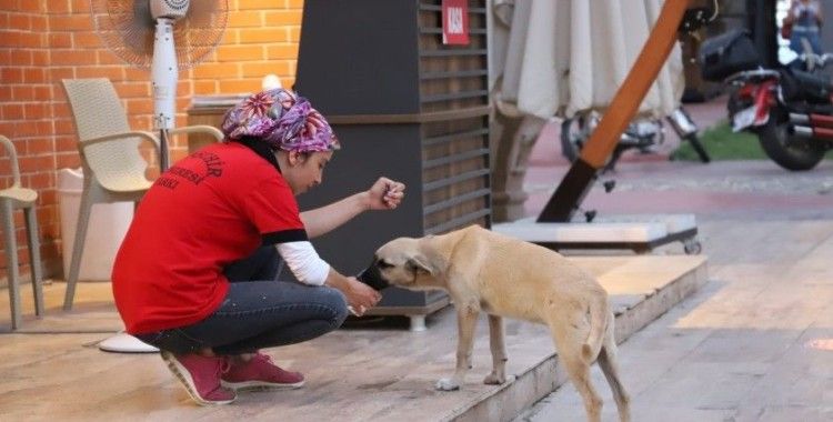 Susuz kalan köpeğe su içiren belediye personeli yürekleri ısıttı