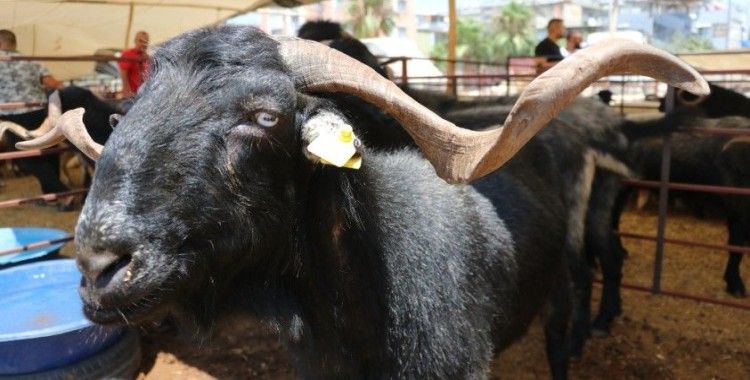 160 kilogramlık Honamlı Keçileri kurban pazarının gözdesi oldu