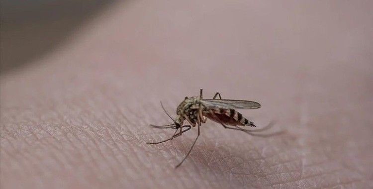 Vatandaşları rahatsız eden sivrisinekler İstanbul'un farklı ilçelerinde de görülmeye başladı