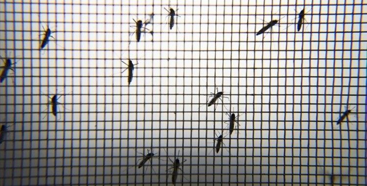Böcek bilimcilerden Asya Kaplan Sivrisineği uyarısı