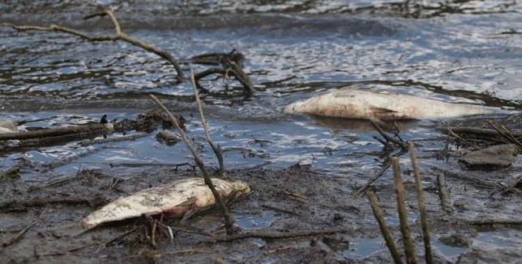Alibeyköy Barajında korkutan görüntü: Onlarca balık öldü