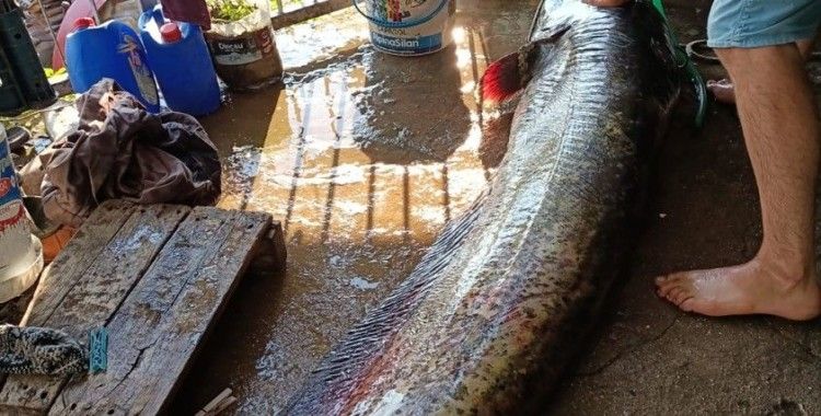 Oltayla 70 kiloluk yayın balığı yakaladı