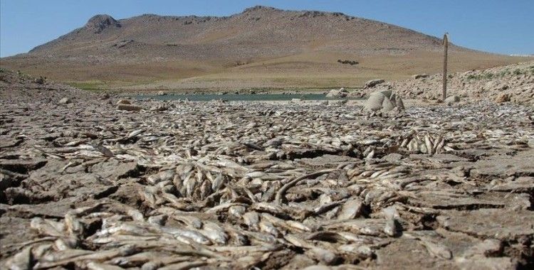 Konya'da kuraklık May Barajı'nda balık ölümlerine neden oldu