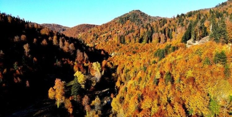 Türkiye’nin en büyük blok ormanlarına girişler yasaklandı