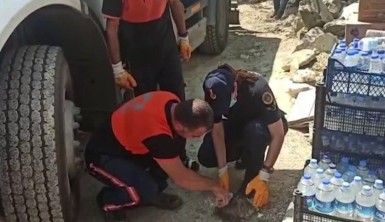 Antalya'da yangın söndürme çalışmasına destek veren ekipler, yaralı kaplumbağanın hayatını kurtardı