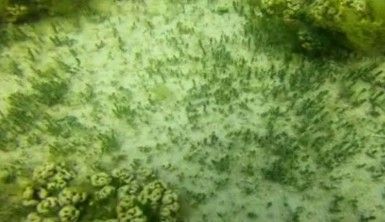 Salda Gölü'nün ekosistemi bilimsel çalışmalar için görüntülendi