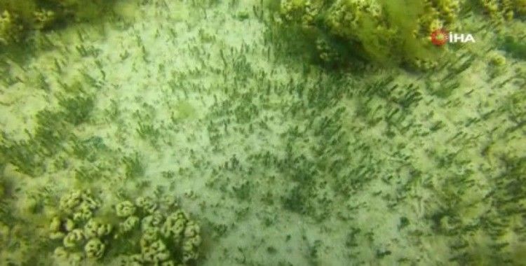 Salda Gölü’nün ekosistemi bilimsel çalışmalar için görüntülendi
