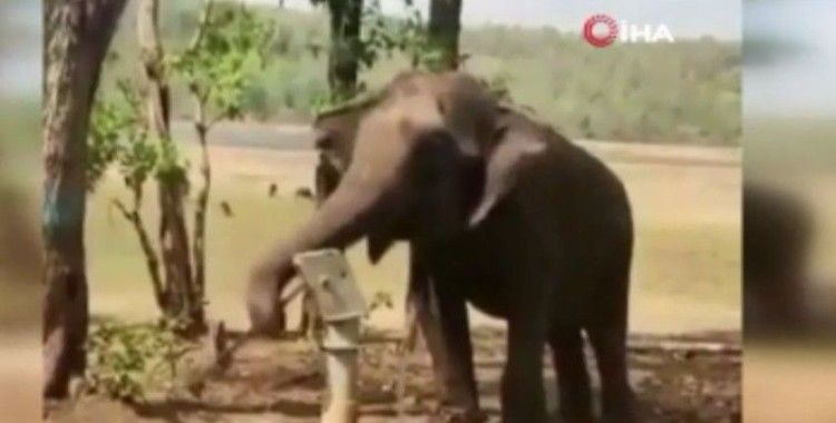 Hindistan’da doğal kaynak bulamayan filin su içmek için pompa kullanması gündem oldu