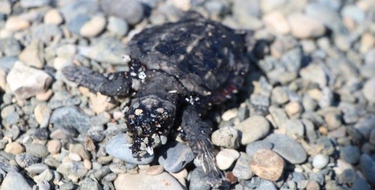 Petrol atıkları yavru deniz kaplumbağalarının ölmesine neden oldu