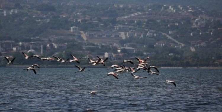 Flamingolar sonbaharın ilk günlerinde İzmit Körfezi'ne misafir oldu
