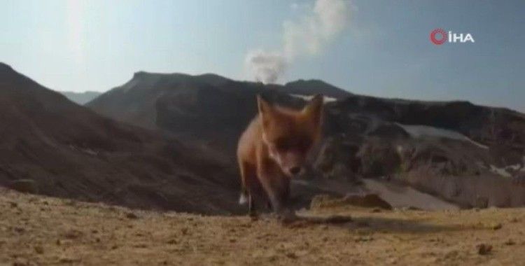 Rusya’da bir tilki yanardağı görüntüleyen kamerayı çaldı
