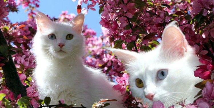 Helsinki Üniversitesi'nin 'Van kedisi' araştırmasına tepki: Bu unvanı asla kabul etmiyoruz