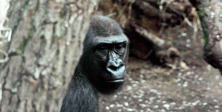 ABD'deki bir hayvanat bahçesindeki goriller Kovid-19'a yakalandı