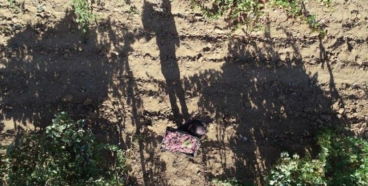 Bingöl'de terör nedeniyle atıl kalan arazilerde huzurun tesis edilmesiyle artık üzüm üretiliyor