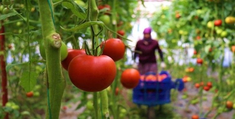 Dayanıklılığı ve lezzetiyle öne çıkan Söğüt domatesine talep artıyor