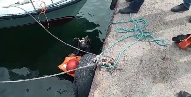 Avcılar’da denize düşen kedi için itfaiye seferber oldu