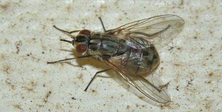 'Marmara'yı istila eden baldırsokan sineği hastalık taşıyabilir'