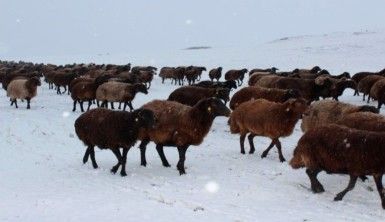 Yaylalardan indirilmeye başlanan koyun sürüsü kar, tipiye yakalandı