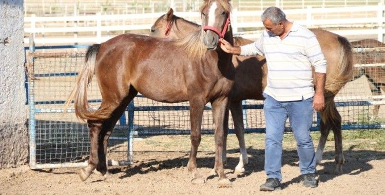Bu özel taylar 900 bin liraya satılıyor