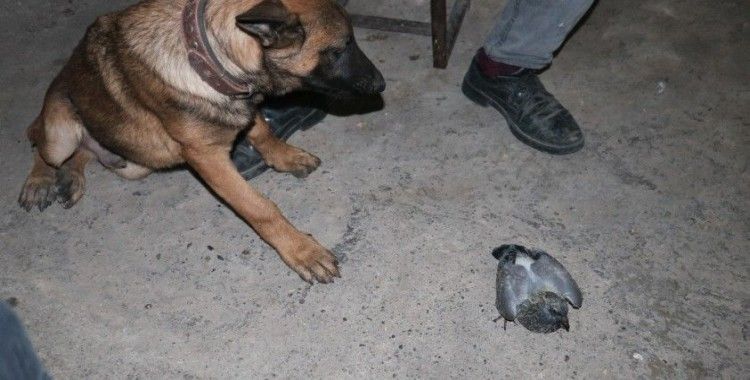 Yavru güvercin ile köpeğin dostluğu yürekleri ısıttı