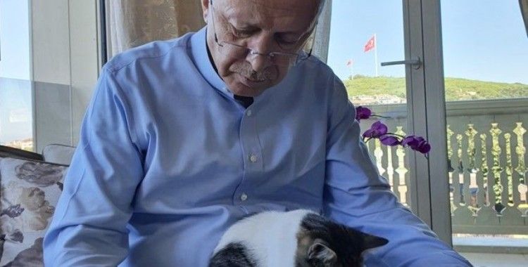 Cumhurbaşkanı Erdoğan torununun kedisiyle olan fotoğrafını paylaştı