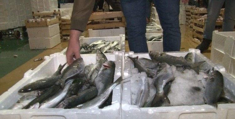 Marmara Denizi’nde lüfer bolluğu balıkçıların yüzünü güldürdü