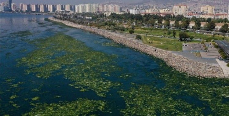 Kirlilikten beslenen deniz marulu, İzmir Körfezi'nde yayılıyor