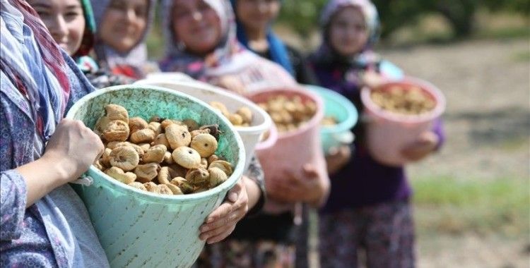 Türkiye, kuru incir ihracatından 256 milyon 915 bin dolarlık gelir elde etti