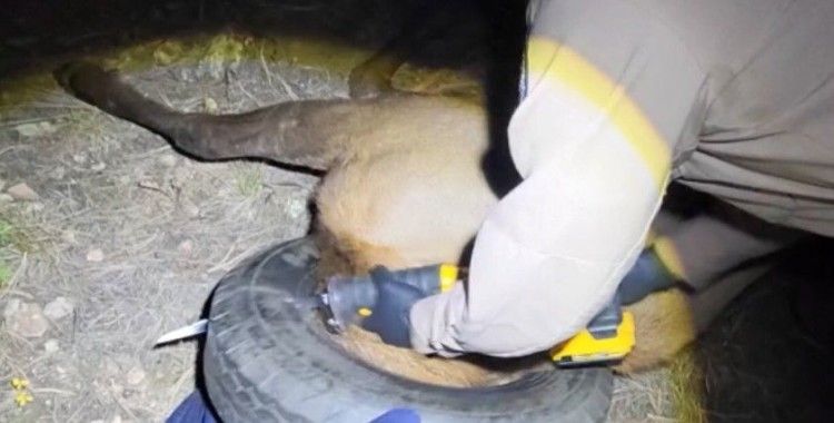 İki yıldır boynunda araba lastiğiyle dolaşan geyik kurtarıldı