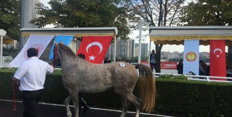 Safkan Arap yarış atı "Cevhertay" TİGEM tarihinin en yüksek fiyatına satıldı