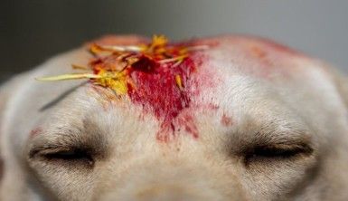 Nepal'de renkli Köpekler Günü kutlaması