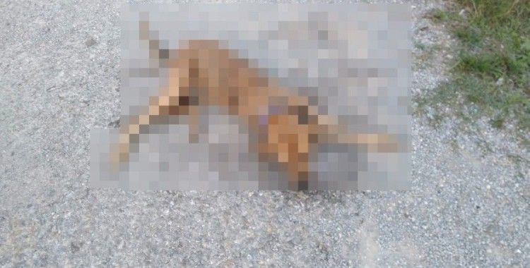 İzmir’de vicdansızlık: Zehirlenen 31 sokak hayvanı öldü