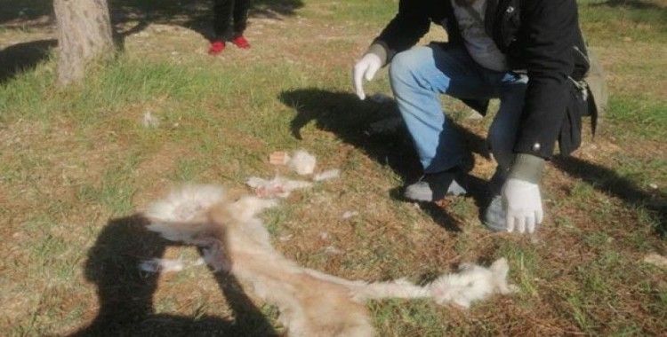 Aydın'da yüzülmüş köpek derisi ile kedi ölüsü bulundu