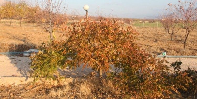 3 yıl önce 10 sumak ağacı dikti, yüzde 200 verim aldı