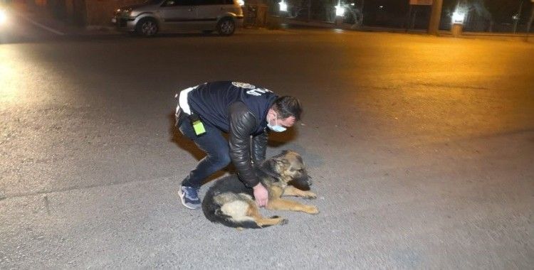 Polis kucaklayıp kenara aldığı yaralı köpeği severek acısını dindirmeye çalıştı