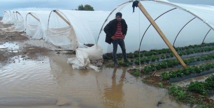 Antalya’da yağmur çilek seralarını sular içinde bıraktı