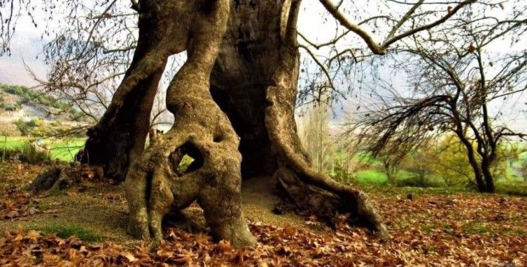 Bin yıllık çınar ağacı, yıllara meydan okuyor