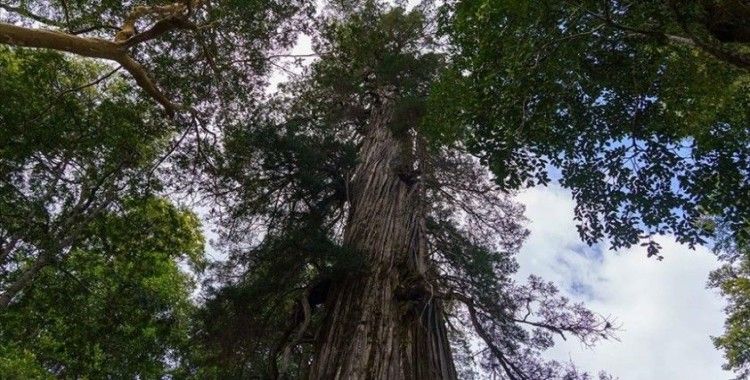 Arjantin'in 2 bin 600 yaşından büyük ağacı 'El Alerce Abuelo' çağlara meydan okuyor