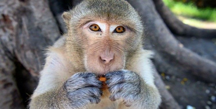 Japonya'da geliştirilen HIV aşısı maymunlar üzerinde etki gösterdi