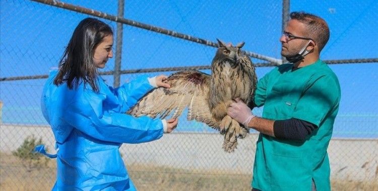 Yaralı yaban hayvanları Van'daki rehabilitasyon merkezinde iyileştiriliyor