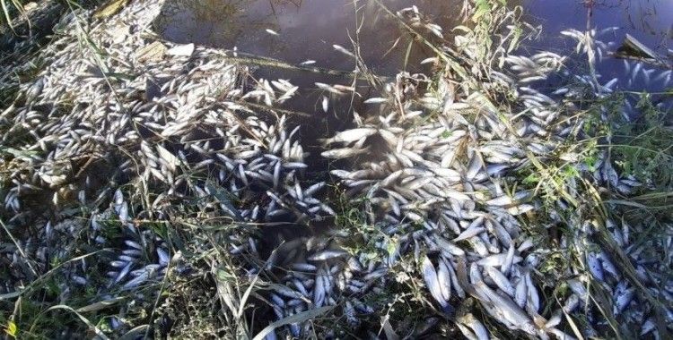Menderes’te balıklar ölmeye başladı