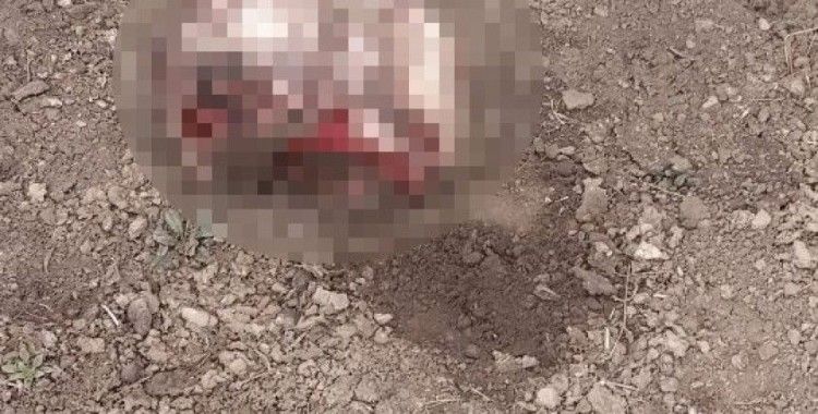 İran sınırında parçalanmış ceset bulundu