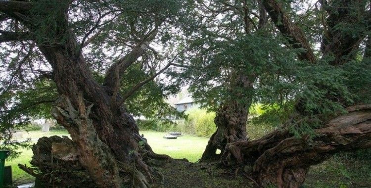 Galler'in 50 asırlık porsuk ağacı Birleşik Krallık'taki en yaşlı ağaç olarak biliniyor